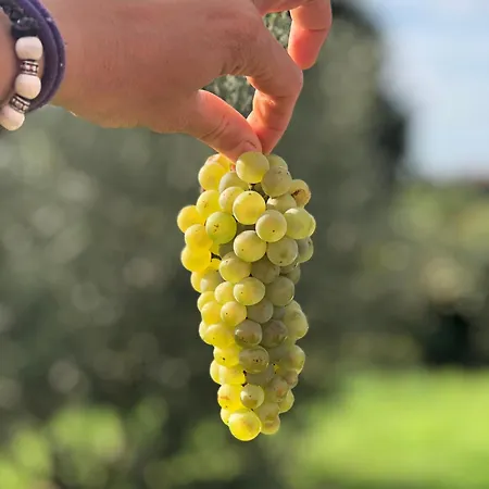 Biondelli Boutique Winery Фермерский дом Cazzago San Martino