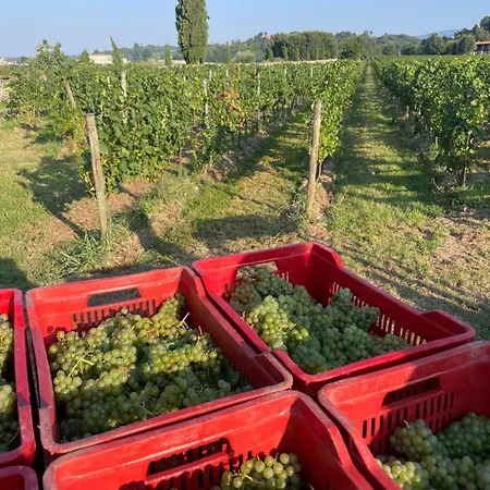 Фермерский дом Biondelli Boutique Winery